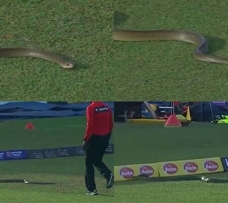 WATCH | Slithering Surprise: Snake Interrupts LPL T20 Match Between Galle Gladiators and Dambulla Giants